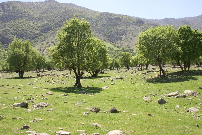 ایجاد ۲ میلیون هکتار جنگل دست کاشت در کشور