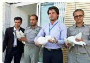 کشف ۵ پرنده مجروح در زیرکوه