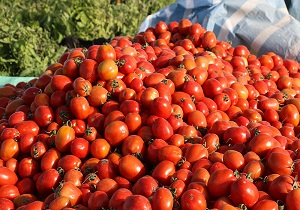 خرید توافقی گوجه فرنگی در قزوین