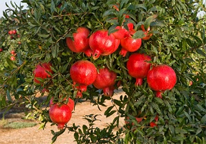 رشد ۳ درصدی تولید انار در خراسان جنوبی