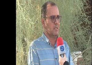 کاشت ۳۰۰ هزار هکتار درخت تاغ در نایین