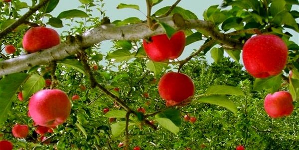 افزایش حجم تولید سیب درختی در نیشابور