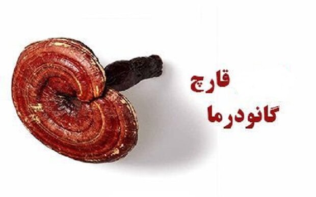 گانودرما و ادعا&zwnj;هایی برای کلاهبرداری/ این قارچ مجوز دارویی ندارد