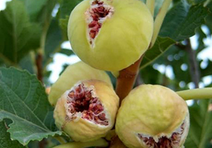تولید بیش از ۶ هزار تن انجیرخشک در نی ریز