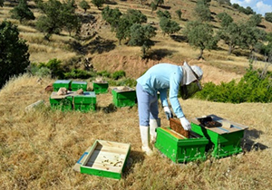 کوچ زنبورستان‌ها به شهرستان لار آغاز شد