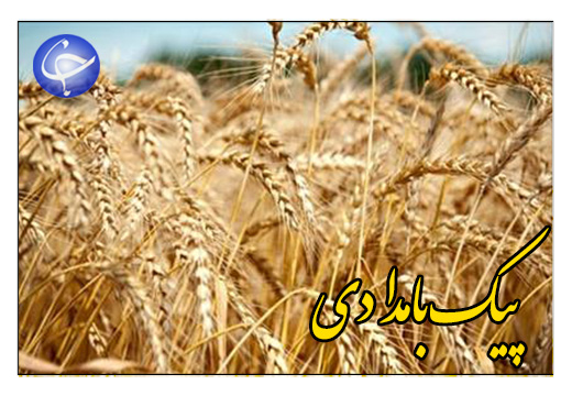 پاسکاری شدن تکلیف گندم کاران بین دستگاه&zwnj;های مختلف + صوت
