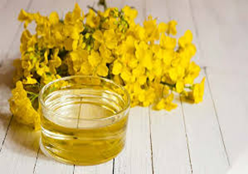 چتر زرد کلزا بر سر مزارع خراسان شمالی