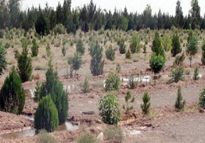 کاشت درخت در مناطق مختلف باغملک