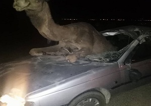 شتر پژو سوار در خوسف
