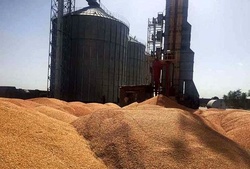 کار خرید گندم تا ۱۵ مهرماه در سیلوی غدیر زنجان انجام می شود