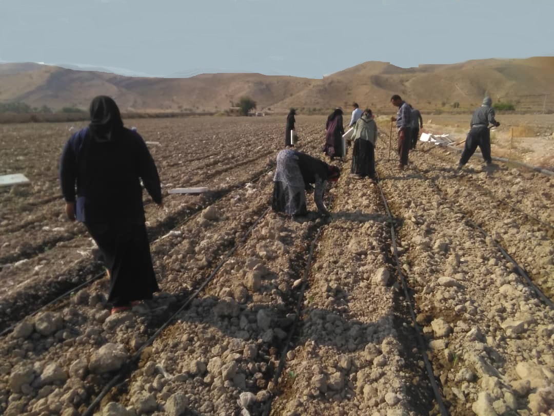 آغاز کاشت کلم در مبارک آباد