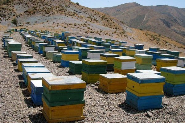 آغاز سرشماری کلنی&zwnj;های زنبور عسل در خرامه