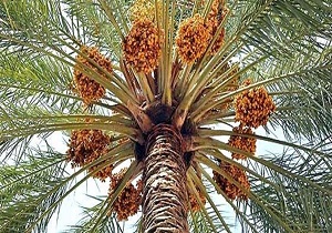برداشت  هفت هزار تن خرما در میرجاوه