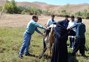 آغاز طرح واکسیناسیون طیور علیه بیماری نیوکاسل در کوهرنگ