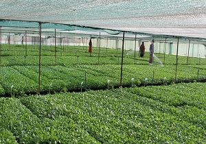 طرح امنیت غذایی در آذربایجان غربی اجرا می‌شود