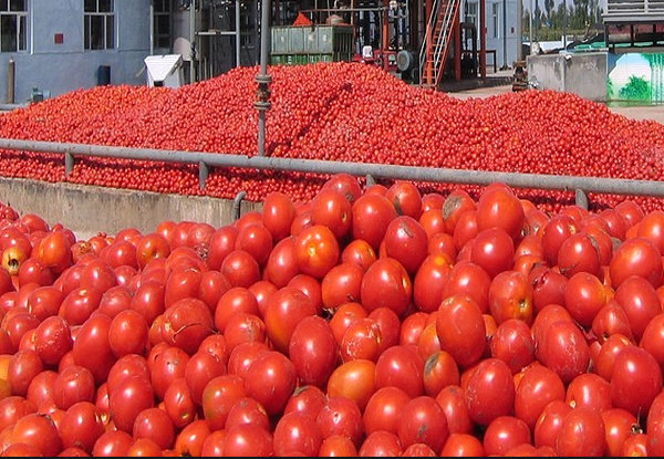 قیمت گوجه فرنگی به کیلویی ۸۰۰ تومان رسید