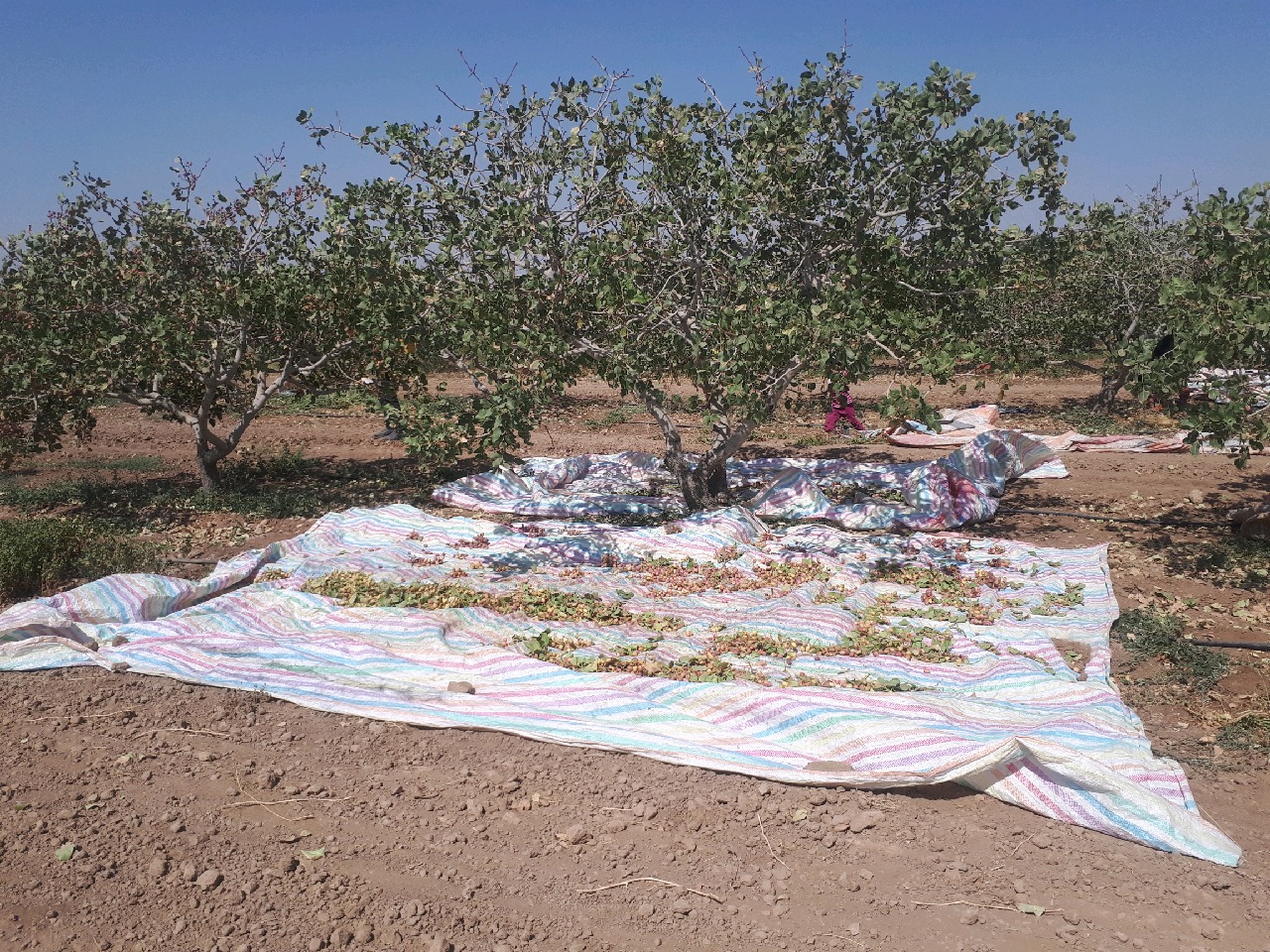 برداشت پسته از باغات خوشاب آغاز شد
