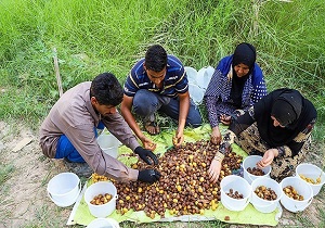 برداشت بیش از ۷هزار تن خرما در باغات نخل و آفتاب