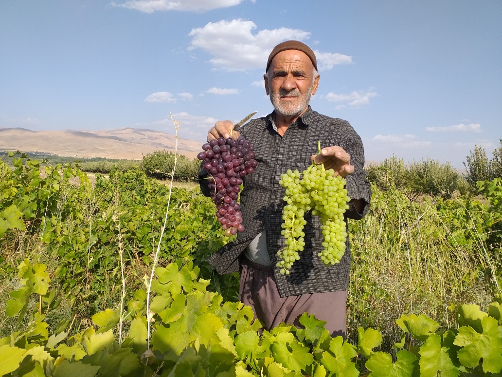 برداشت ۱۱هزار تن انواع انگور مرغوب از تاکستان&zwnj;های نهاوند