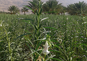 افزایش کشت کنجد در گلستان