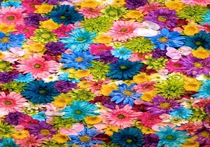 تبلیغات گل در فضای مجازی معتبر نیست/ گل رز ۱۰ تا ۱۵ هزار تومان