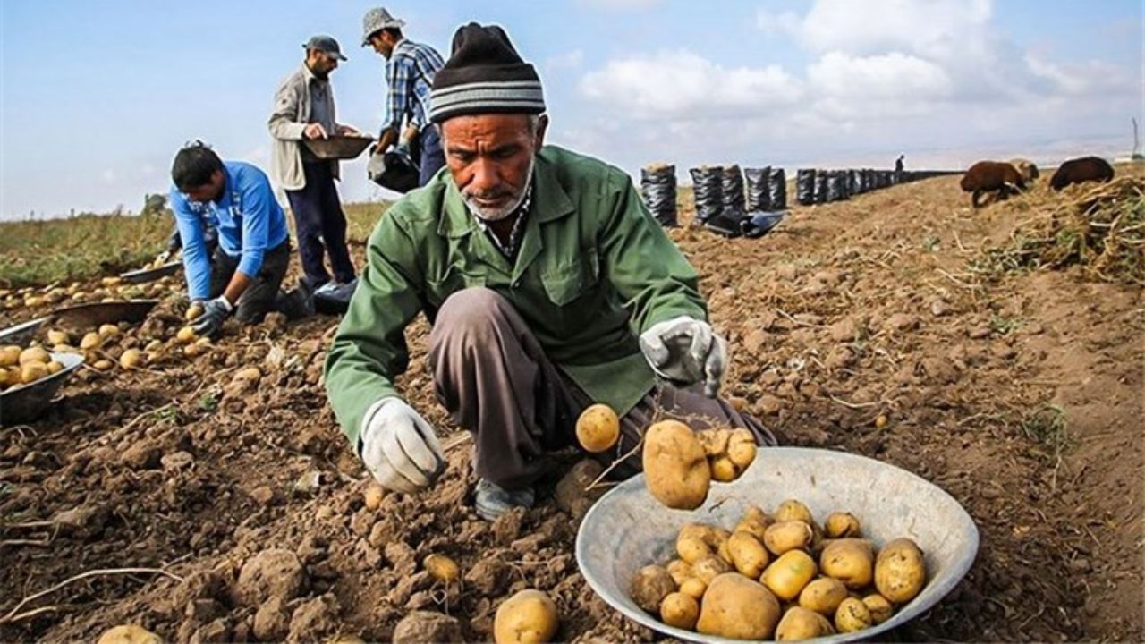 همدان، قطب سیب زمینی کشوردر حسرت صنایع تبدیلی