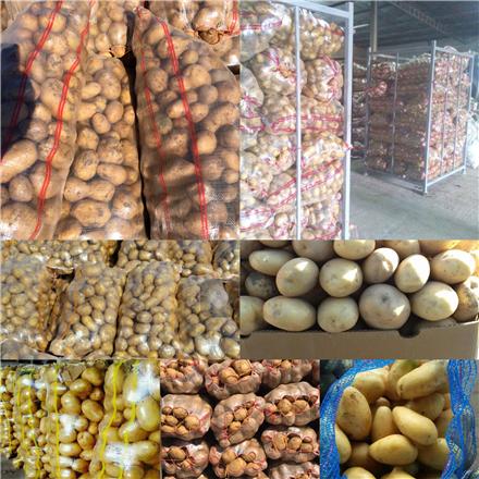 همدان، قطب سیب زمینی کشوردر حسرت صنایع تبدیلی