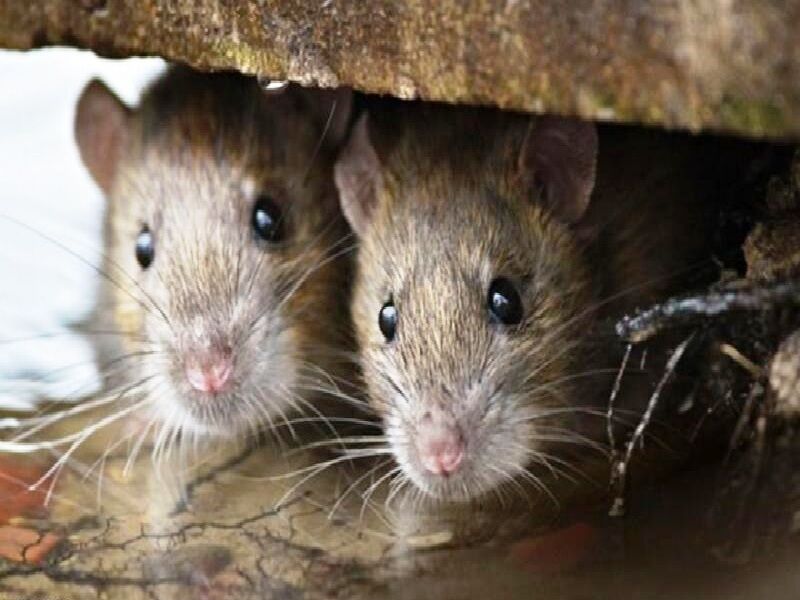 شهروند فردیسی پای موشها را به دفتر شهردار باز کرد شهروند فردیسی پای موشها را به دفتر شهردار باز کرد