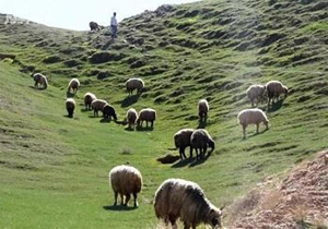 لزوم  بیمه دام‌های سبک و سنگین