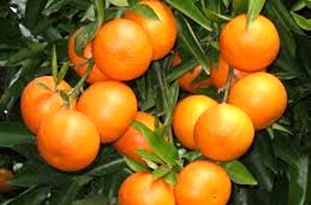 نوبرانه‌های پاییز رسید / عرضه نارنگی گلستان به بازار
