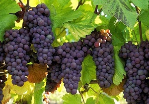 آیین شکرانه برداشت انگور سرخ فخری شاهرود