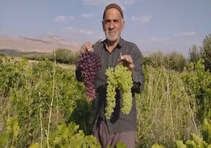 برداشت انگور مرغوب از تاکستان روستای &laquo;تکه&raquo;/ اقدام خطرناک راننده سرویس مدرسه در اهواز + فیلم و تصاویر
