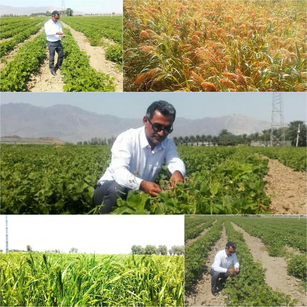 اجرایی شدن برنامه&zwnj;های تغییر و اصلاح الگوی کاشت در کهنوج