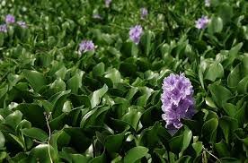 حجم وسیع سنبل آبی معضل جدی زیست محیطی