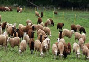 خروج دام زنده بدون مجوز بهداشتی از خراسان شمالی ممنوع شد