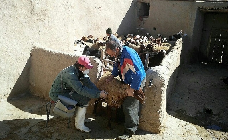 مایه کوبی علیه تب برفکی در کردستان آغاز شد
