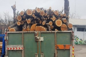 کشف ۱۰ تن چوب قاچاق در دیلمان سیاهکل
