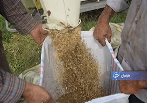 خودکفایی ایران در تولید برنج با همت شالی‌کاران مازندرانی + فیلم