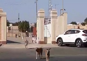 پرسه سگ‌های ولگرد در منطقه خرمکوشک اهواز + فیلم