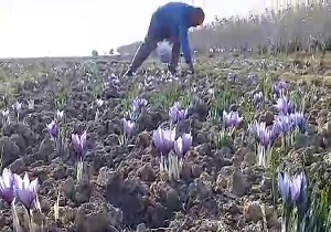 برداشت «طلای سرخ» در روستای عبدیا + فیلم