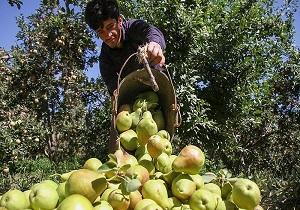 برداشت گلابی در دامغان آغاز شد