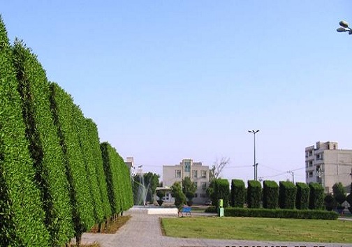 کنوکارپوس و فلر&zwnj;های نفتی پای میز محاکمه/متهم تنگی نفس اهوازی&zwnj;ها کدام است؟