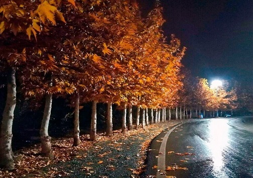کنوکارپوس و فلر&zwnj;های نفتی پای میز محاکمه/متهم تنگی نفس اهوازی&zwnj;ها کدام است؟