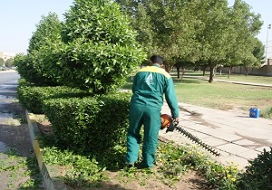 شرکت توزیع برق اهواز هرس درختان را انجام نداد!/ مقصر کیست شهرداری یا شرکت برق ؟