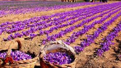 آغاز خرید حمایتی زعفران در خراسان رضوی/زعفران دارای گواهینامه معتبر بین المللی ارگانیک، ۱۵ درصد گرانتر خریداری می&zwnj;شود