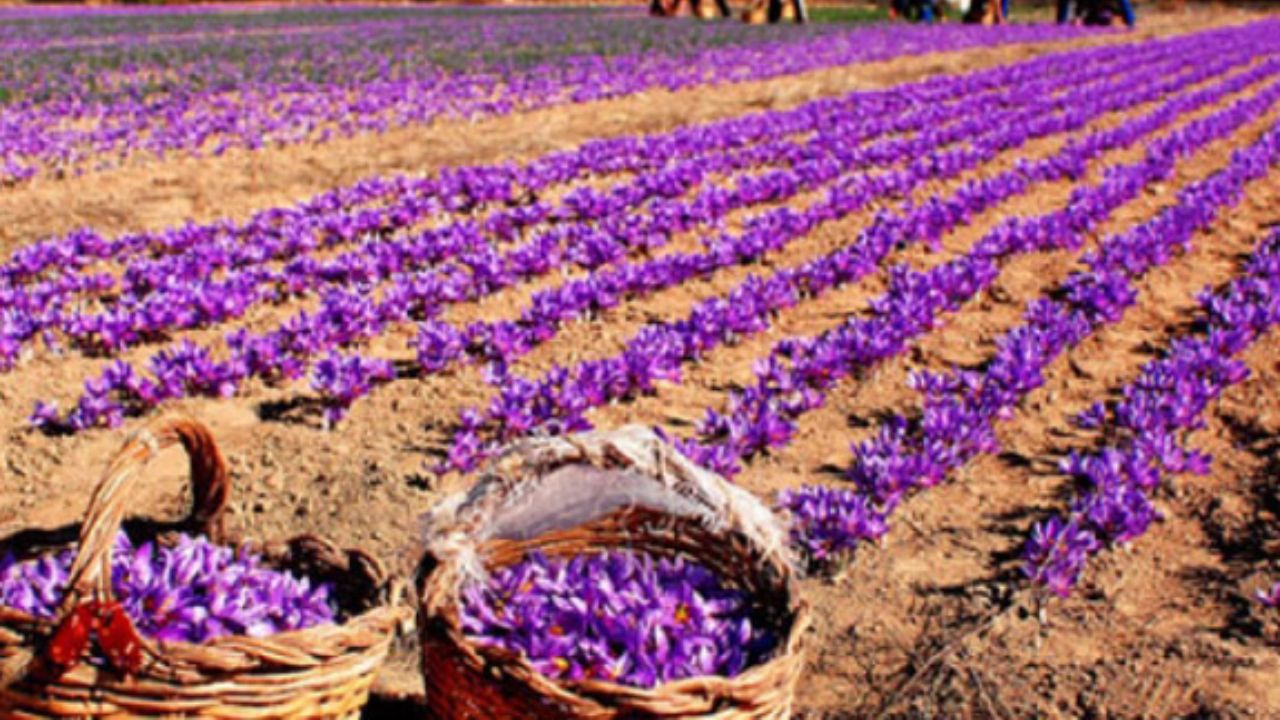 آغاز خرید حمایتی زعفران در خراسان رضوی/زعفران دارای گواهینامه معتبر بین المللی ارگانیک، ۱۵ درصد گرانتر خریداری می‌شود