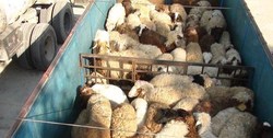 کشف ۵۰ راس گوسفند قاچاق در زنجان