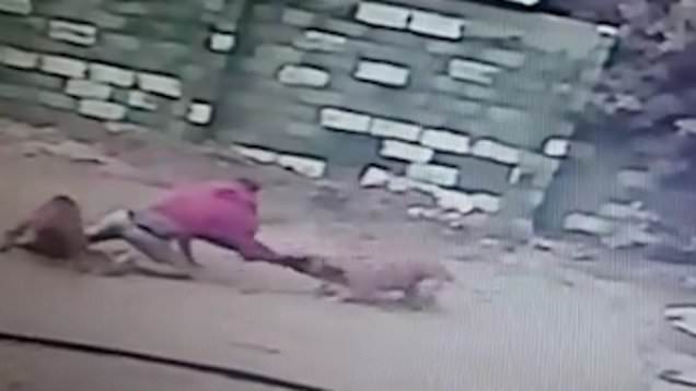 لحظه غافلگیر شدن دزد توسط سگ های نگهبان + فیلم///