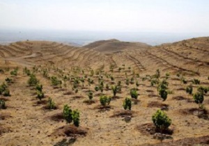۳۶ هکتار از اراضی آبخیز ابر شاهرود جنگل‌کاری می‌شود