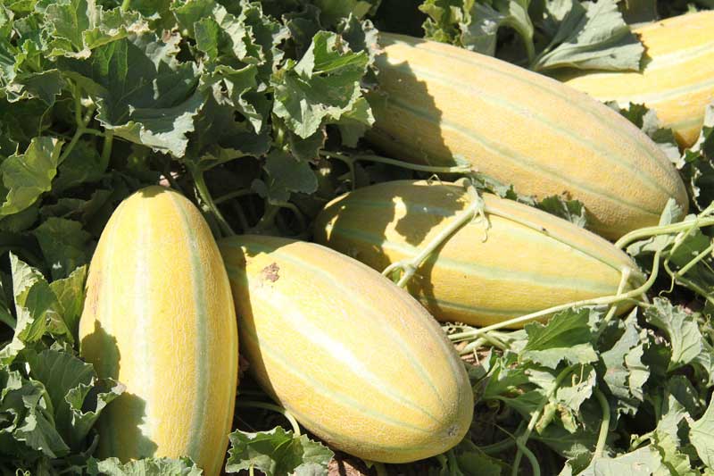 تولید خربزه نشائی در مزارع کشت و صنعت تربت حیدریه